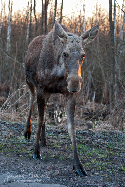 056_Biebrza - kwiecien 2013.jpg